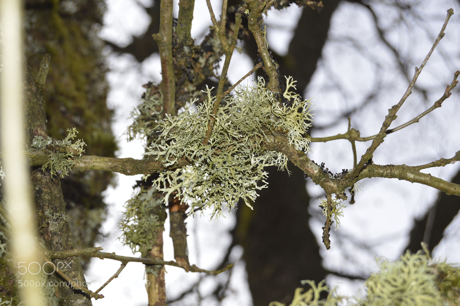 Nikon D3200 sample photo. Dansk natur photography