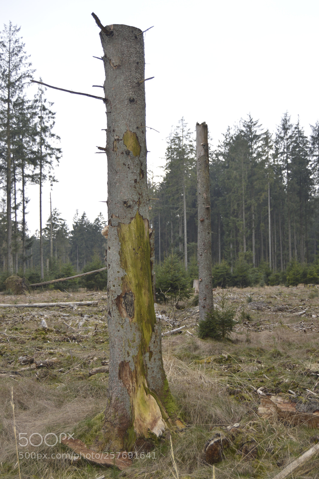 Nikon D3200 sample photo. Dansk natur photography
