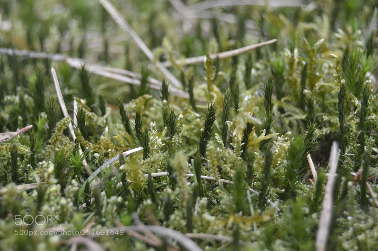 Nikon D3200 sample photo. Dansk natur photography