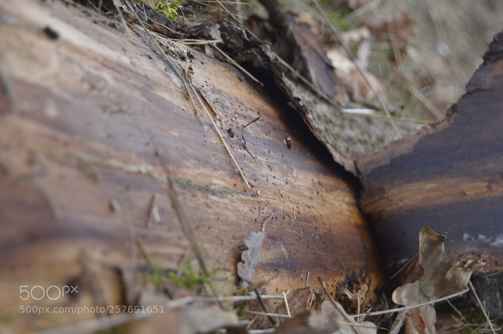 Nikon D3200 sample photo. Dansk natur photography