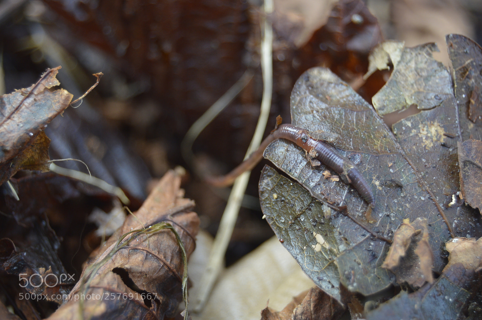 Nikon D3200 sample photo. Dansk natur photography