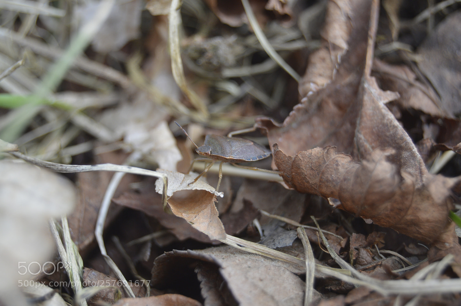 Nikon D3200 sample photo. Dansk natur photography