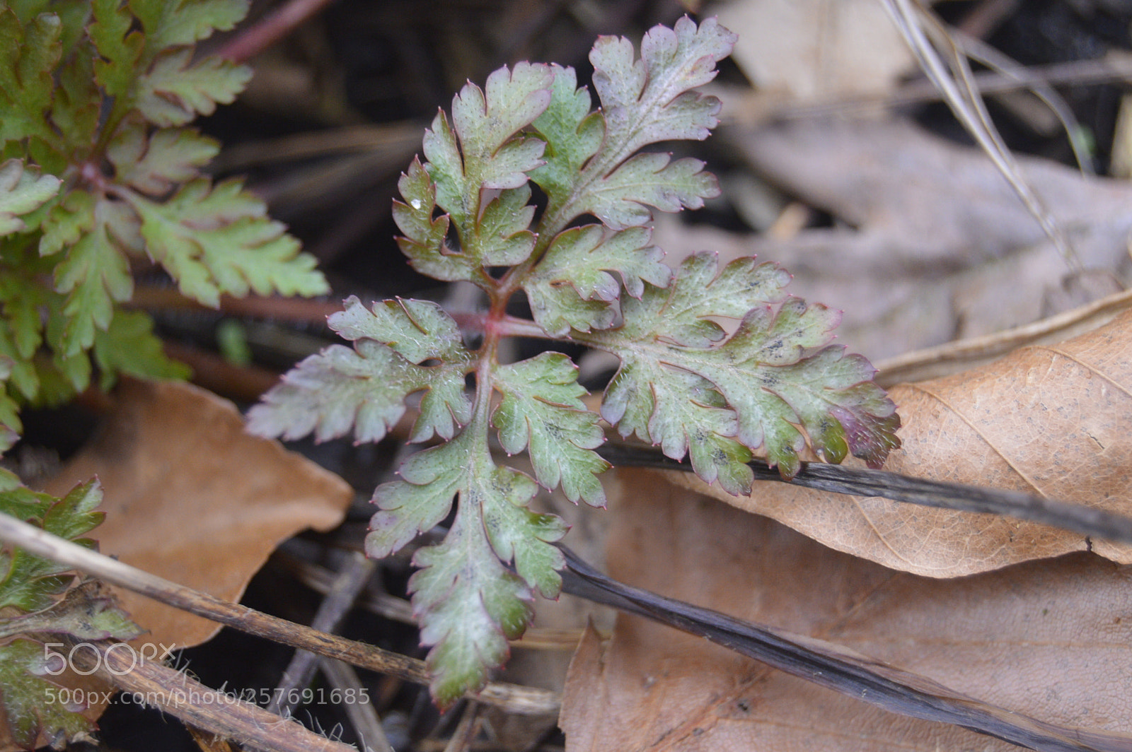 Nikon D3200 sample photo. Dansk natur photography