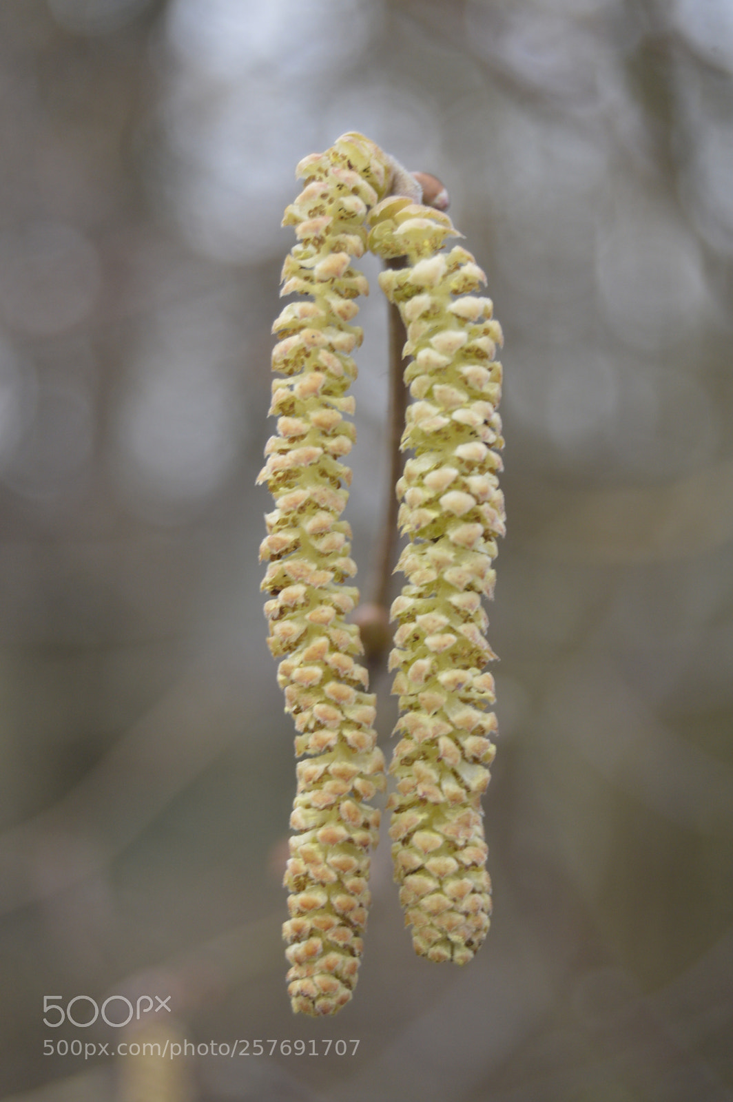 Nikon D3200 sample photo. Dansk natur photography