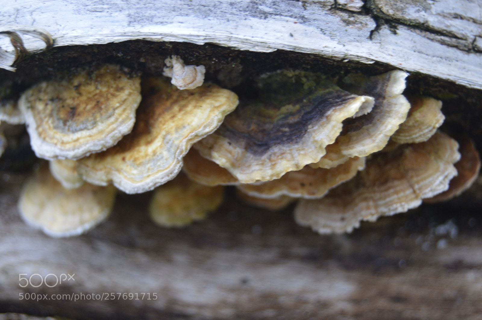 Nikon D3200 sample photo. Dansk natur photography