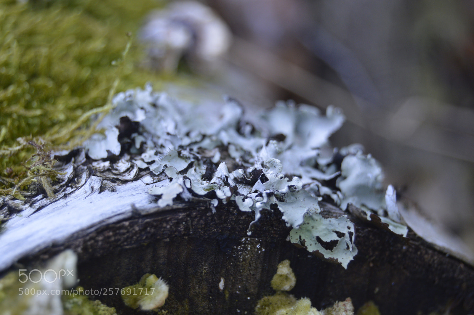 Nikon D3200 sample photo. Dansk natur photography
