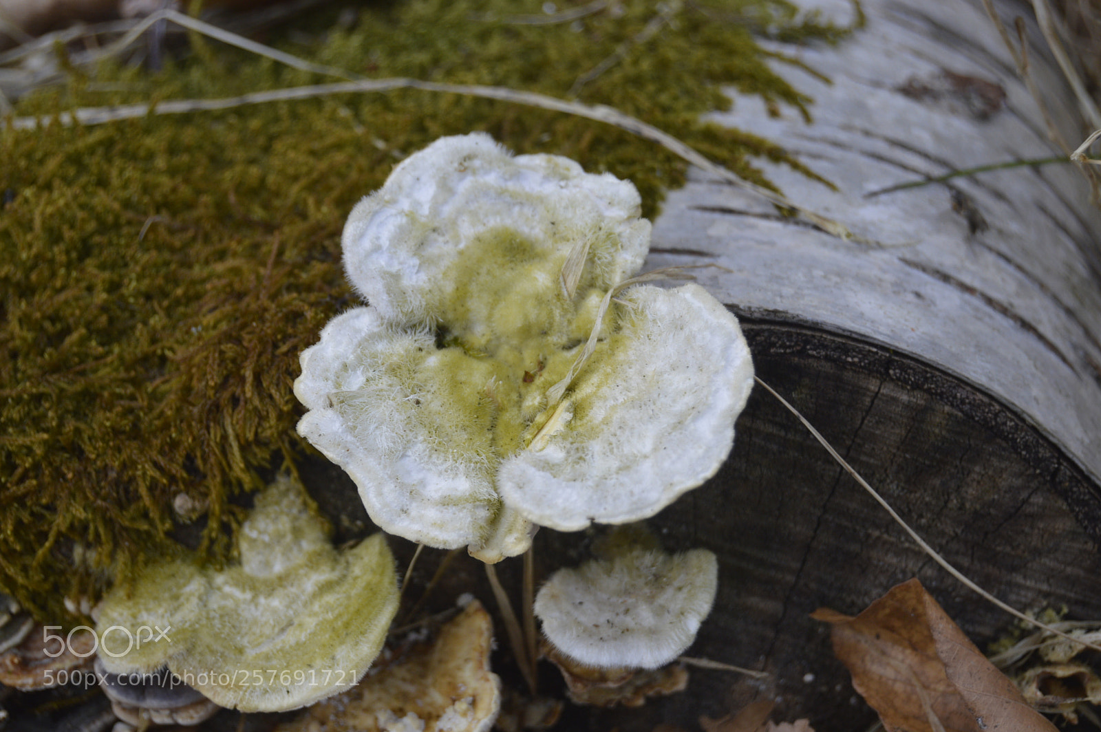 Nikon D3200 sample photo. Dansk natur photography