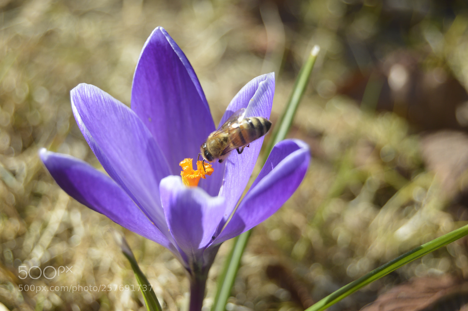 Nikon D3200 sample photo. Dansk natur photography