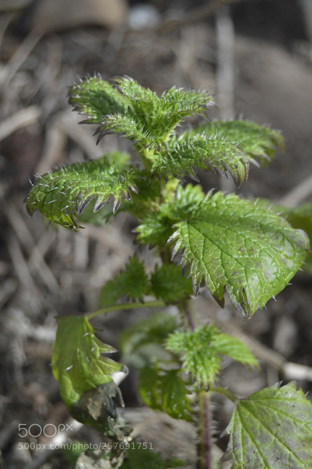 Nikon D3200 sample photo. Dansk natur photography