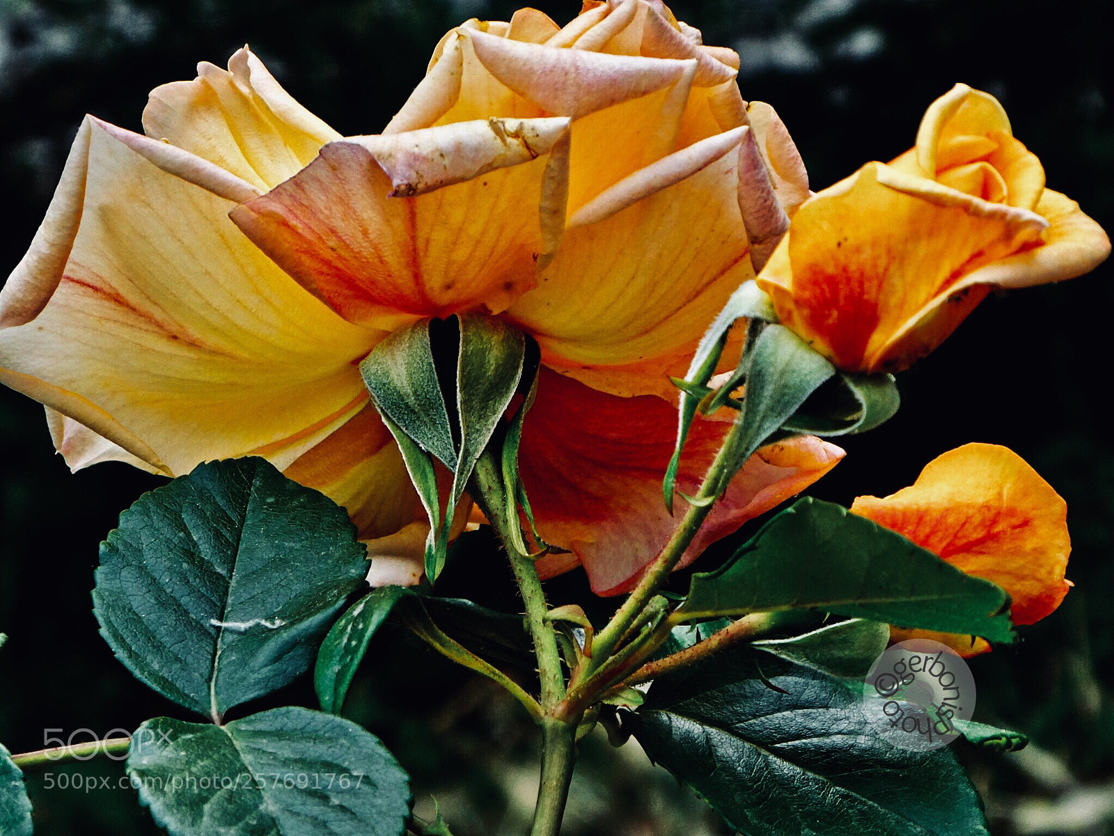Panasonic Lumix DC-ZS70 (Lumix DC-TZ90) sample photo. Roses for mother's day photography