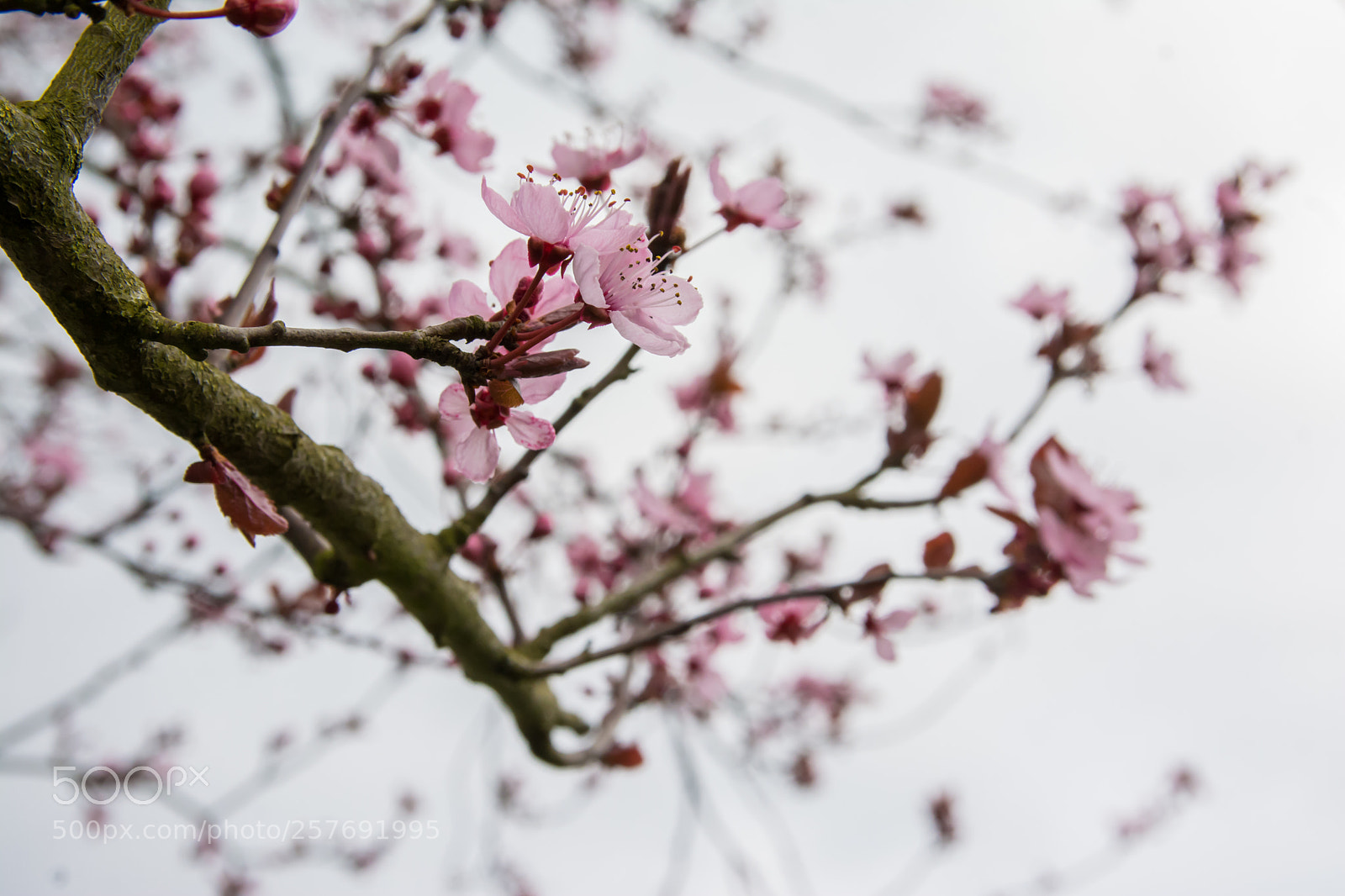Nikon D5200 sample photo. Pink flowers. photography