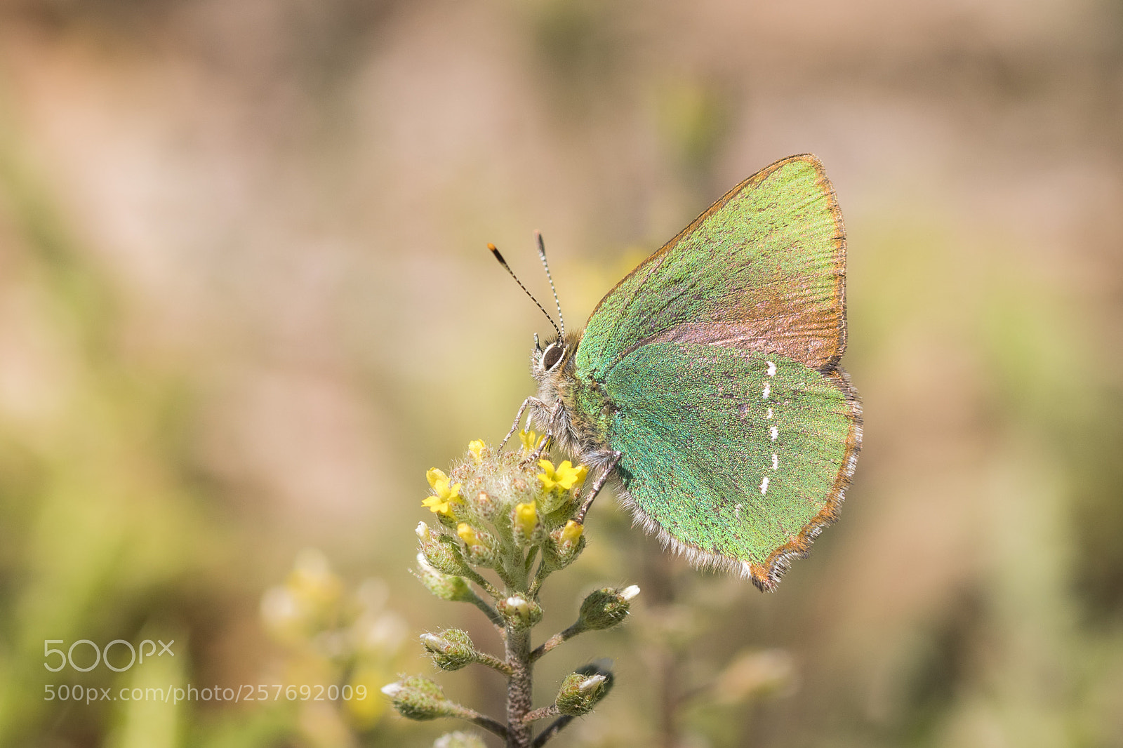 Nikon D500 sample photo. Callophrys rubi photography