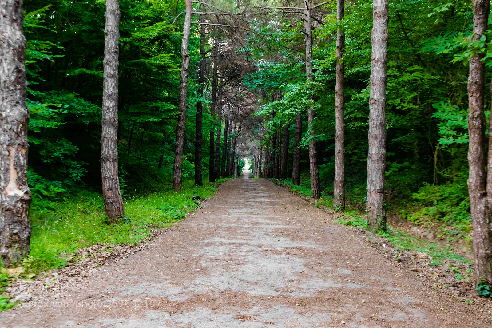 Nikon D5300 sample photo. Pine way photography