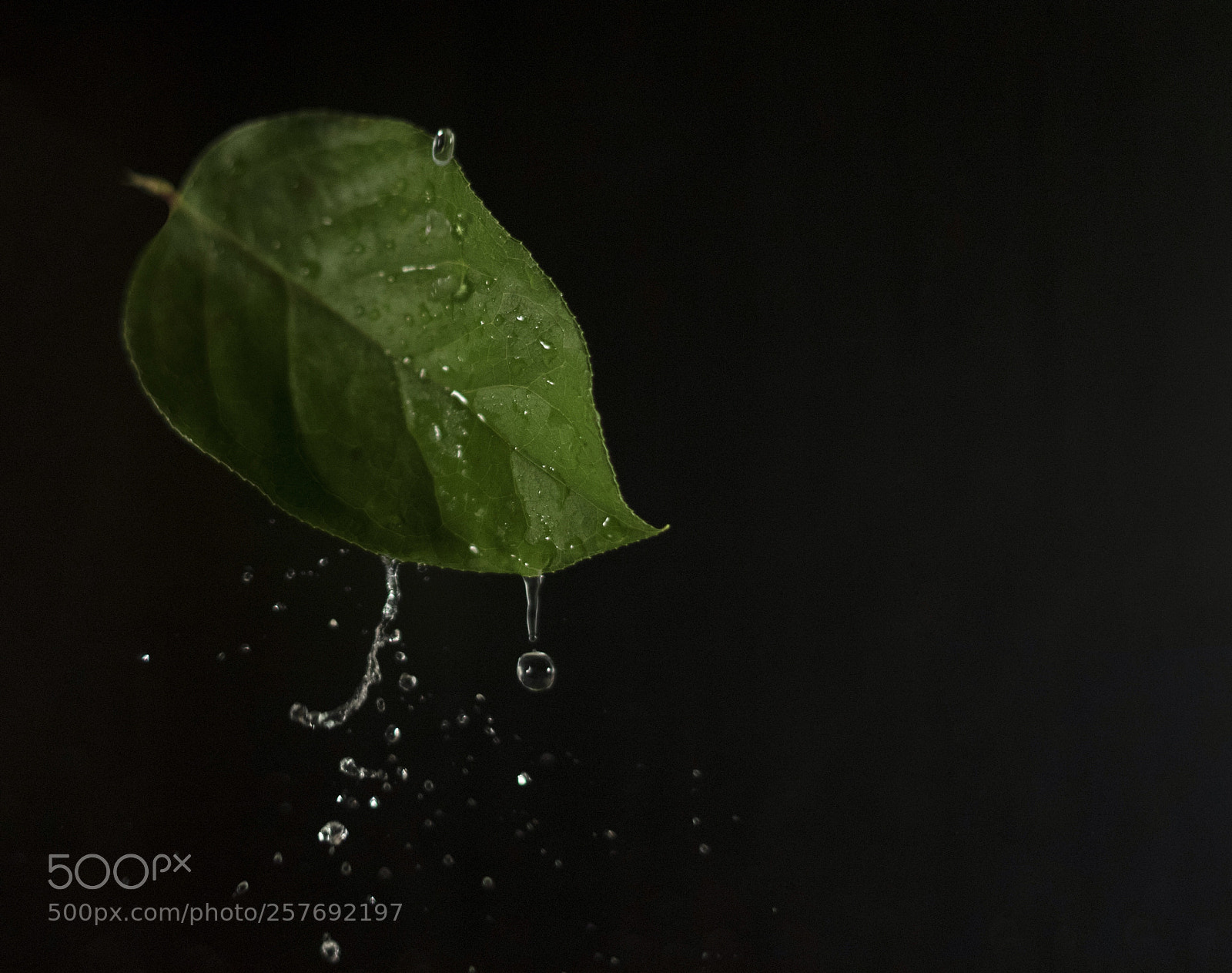 Sony a7 sample photo. Green leaf with water photography