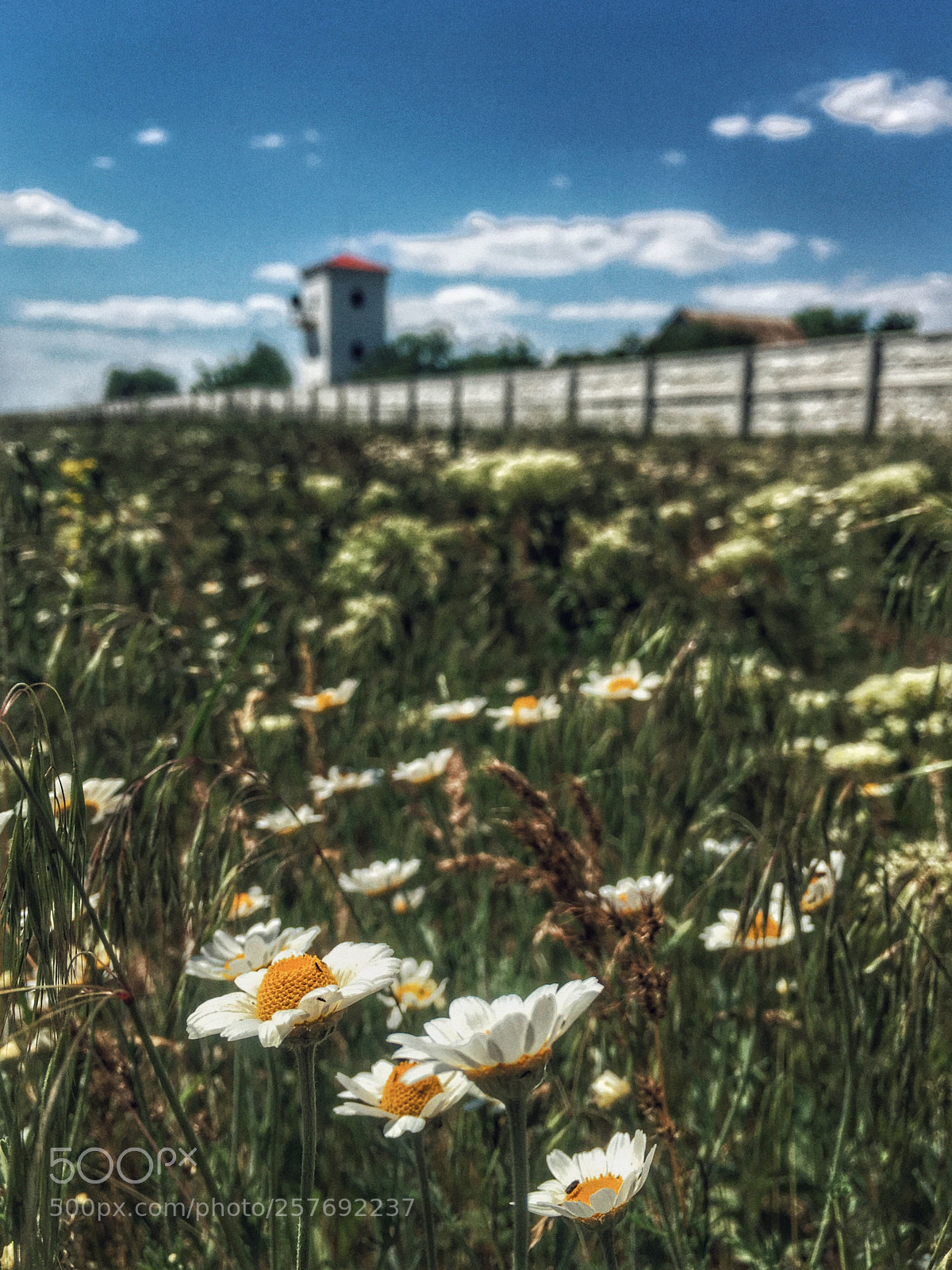 Apple iPhone 6s Plus sample photo. Chamomile  photography