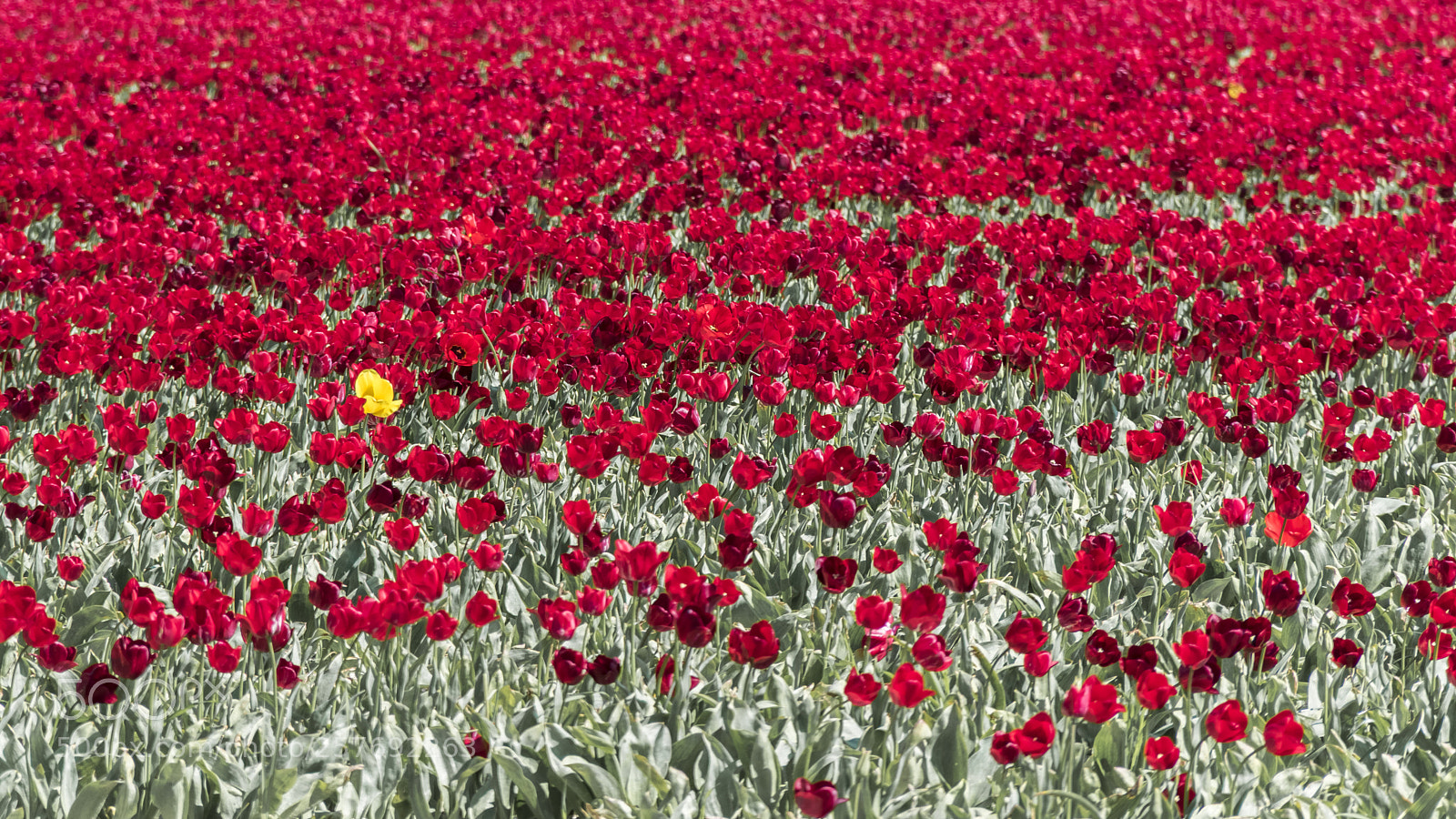 Nikon D5500 sample photo. Everything is in a photography