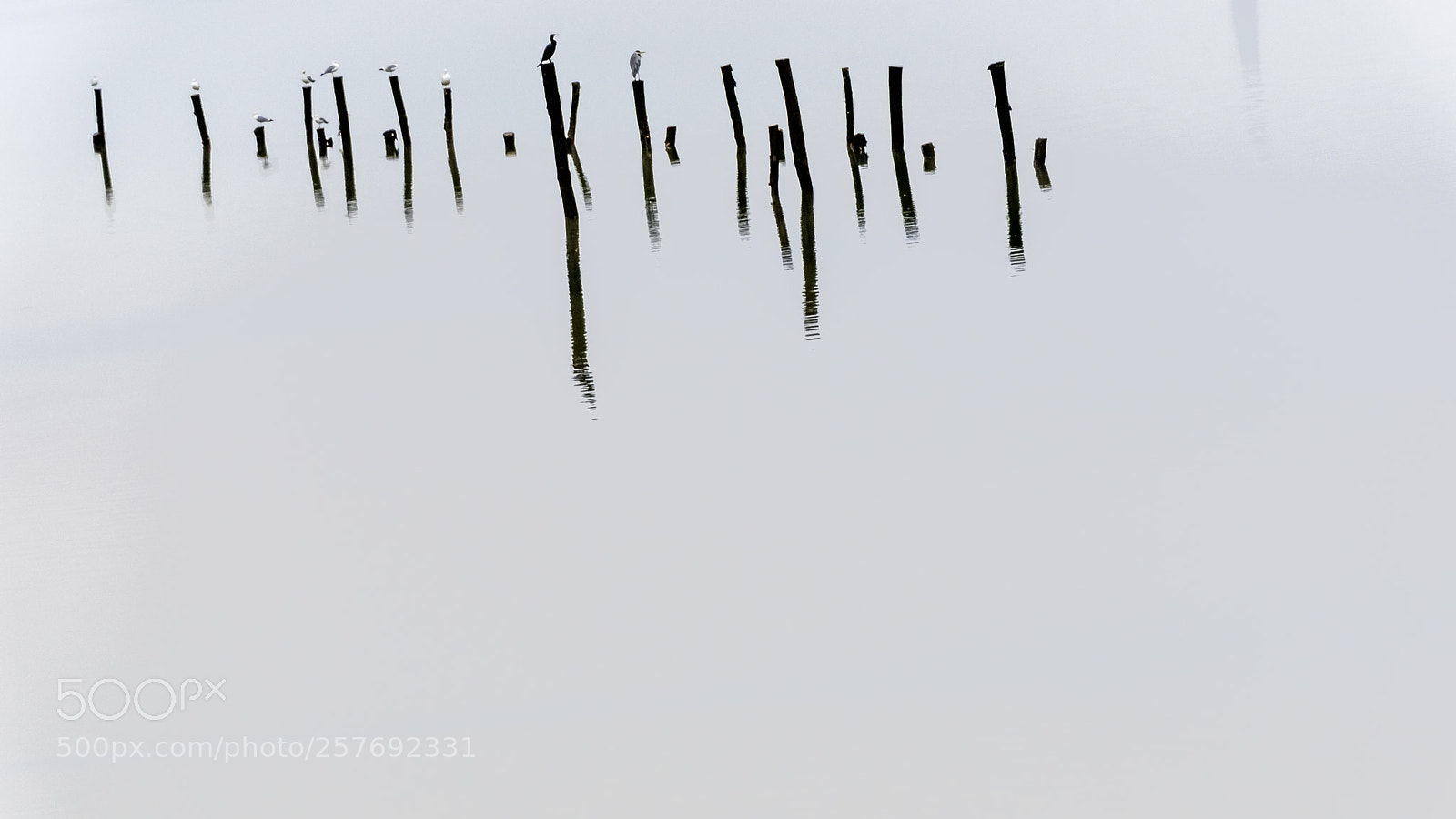 Nikon D5500 sample photo. Poles on a with photography