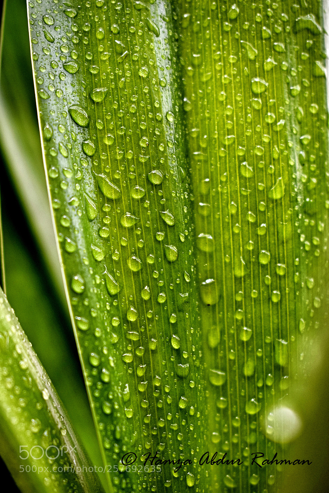 Nikon D3300 sample photo. Rain drops photography