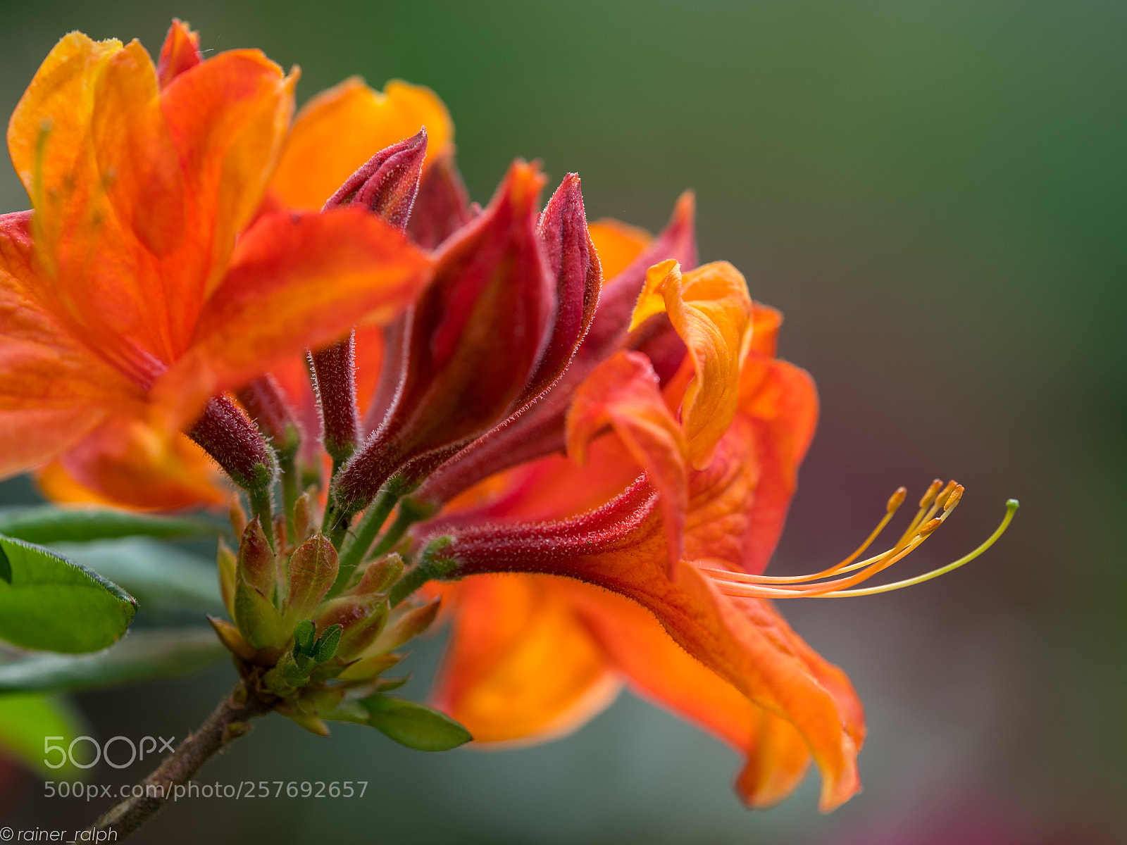 Olympus OM-D E-M1 Mark II sample photo. Azalea i photography