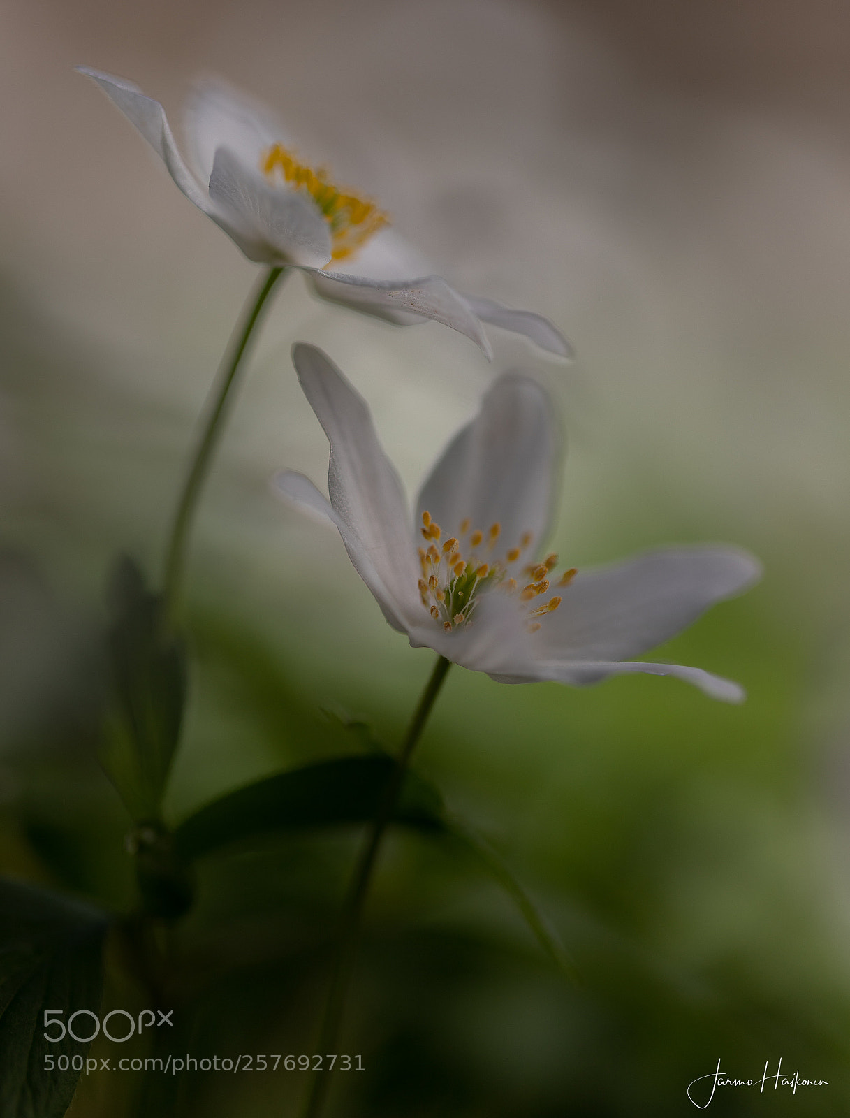 Canon EOS 6D Mark II sample photo. Anemone nemorosa photography