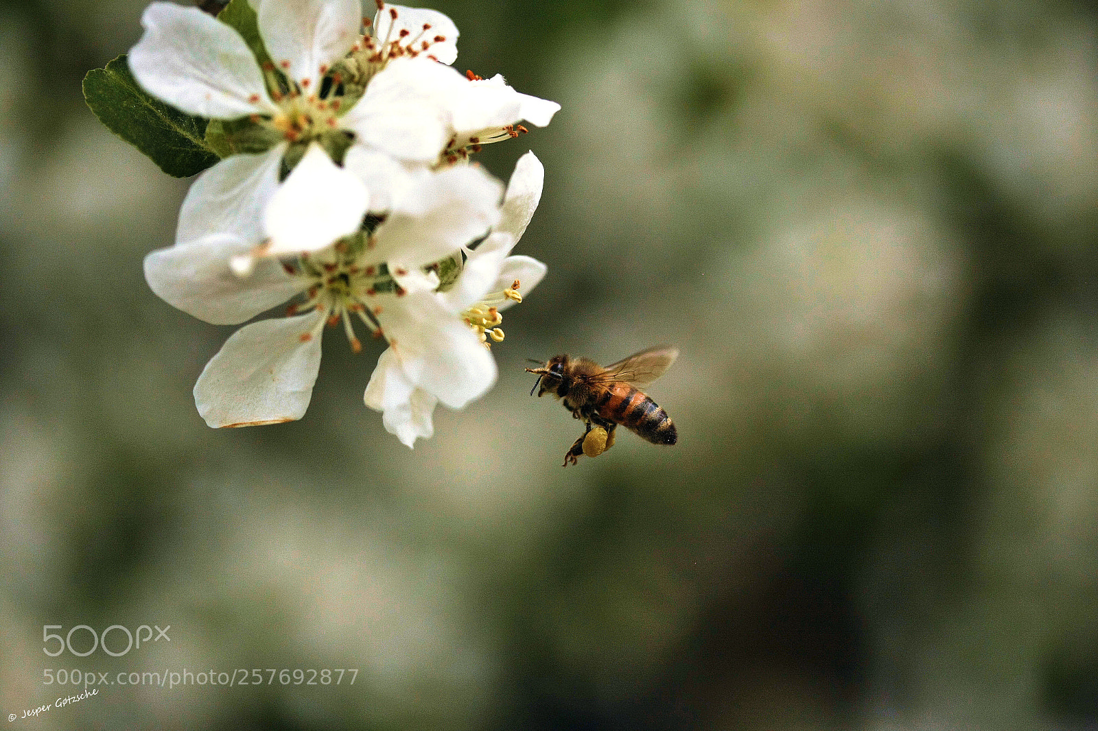 Canon EOS 40D sample photo. Untitled photography