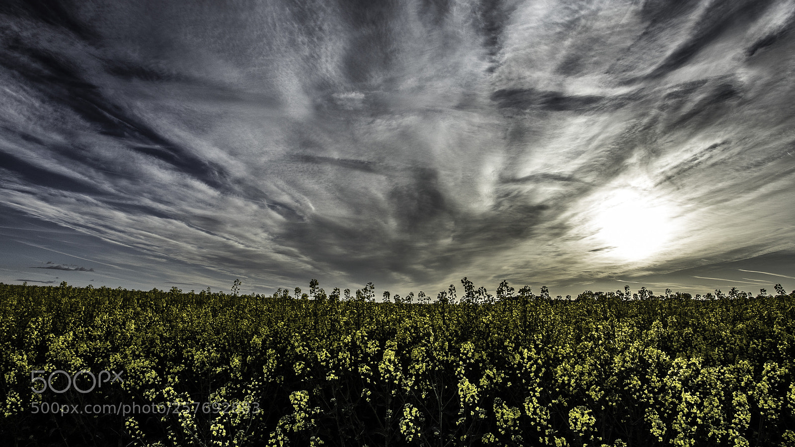 Canon EOS 6D Mark II sample photo. In the field photography