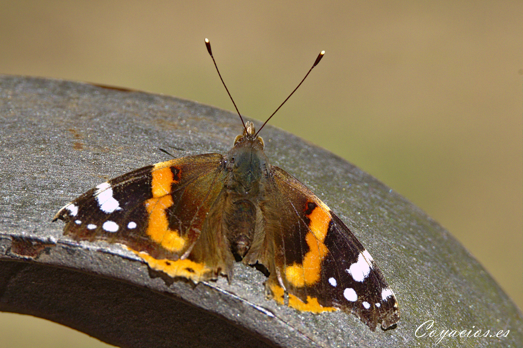 Canon EOS 7D Mark II sample photo. Almirante rojo (vanessa atalanta) photography