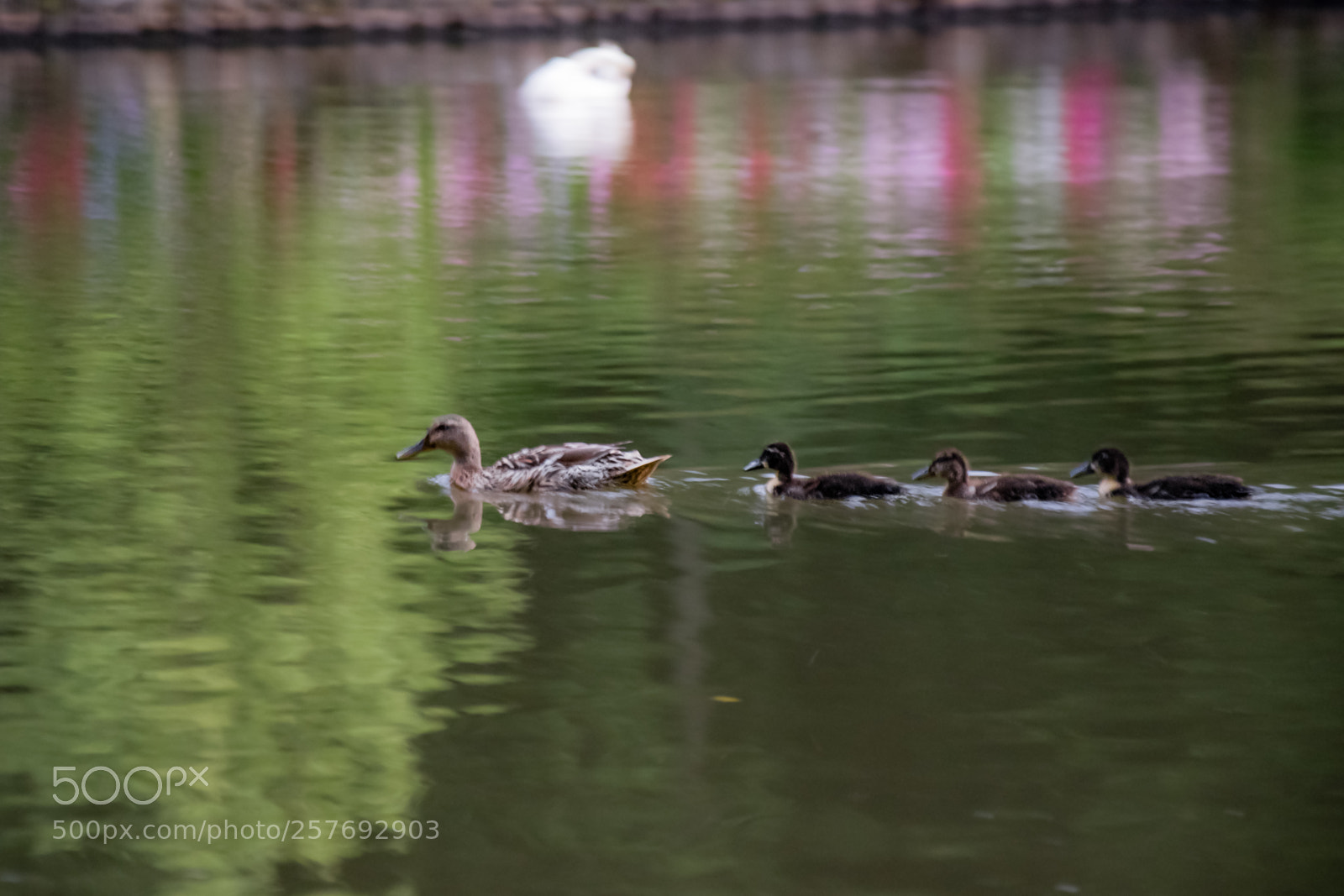 Nikon D5300 sample photo. Animal instinct photography