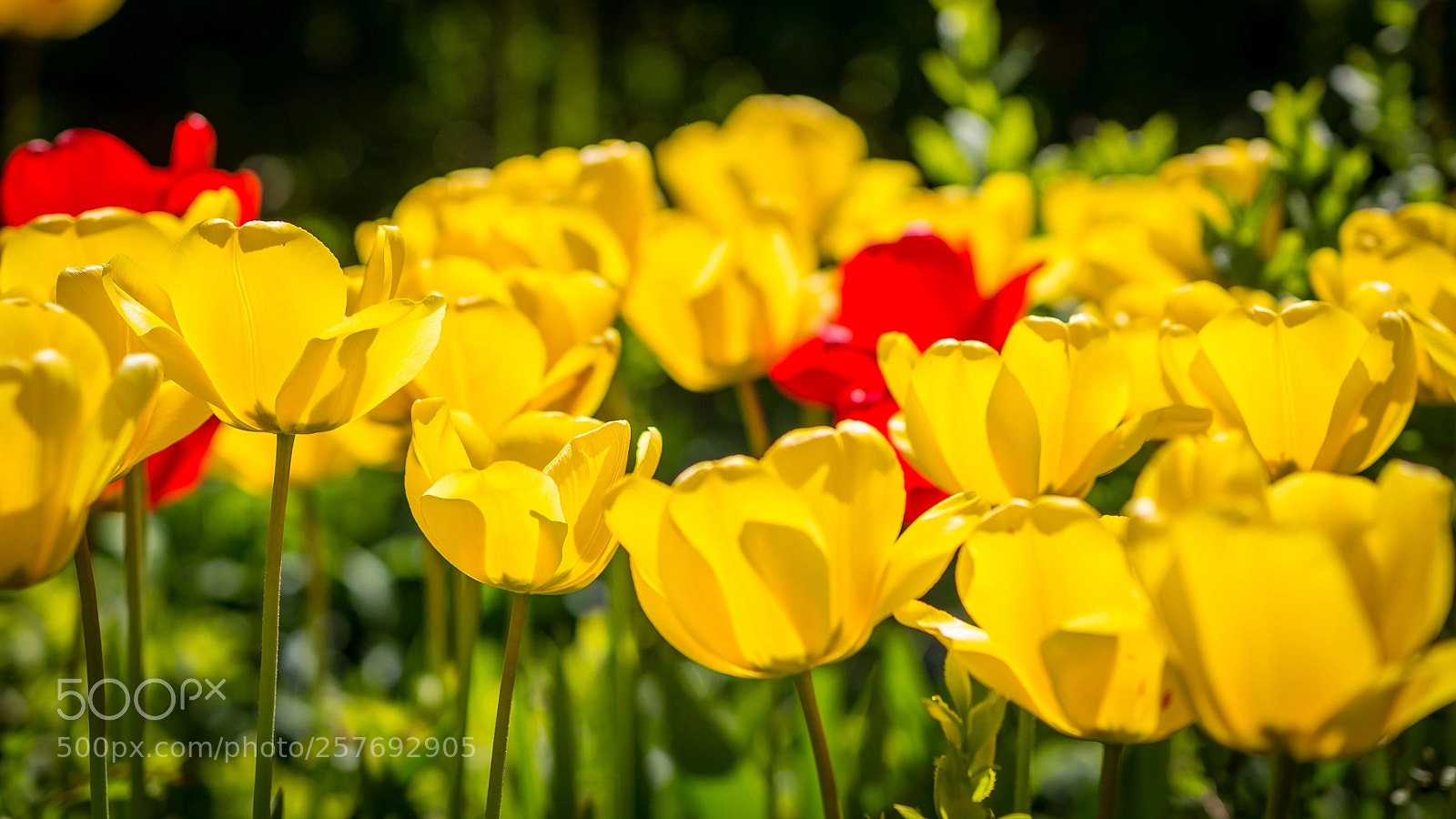 Sony SLT-A55 (SLT-A55V) sample photo. Tulips ii photography