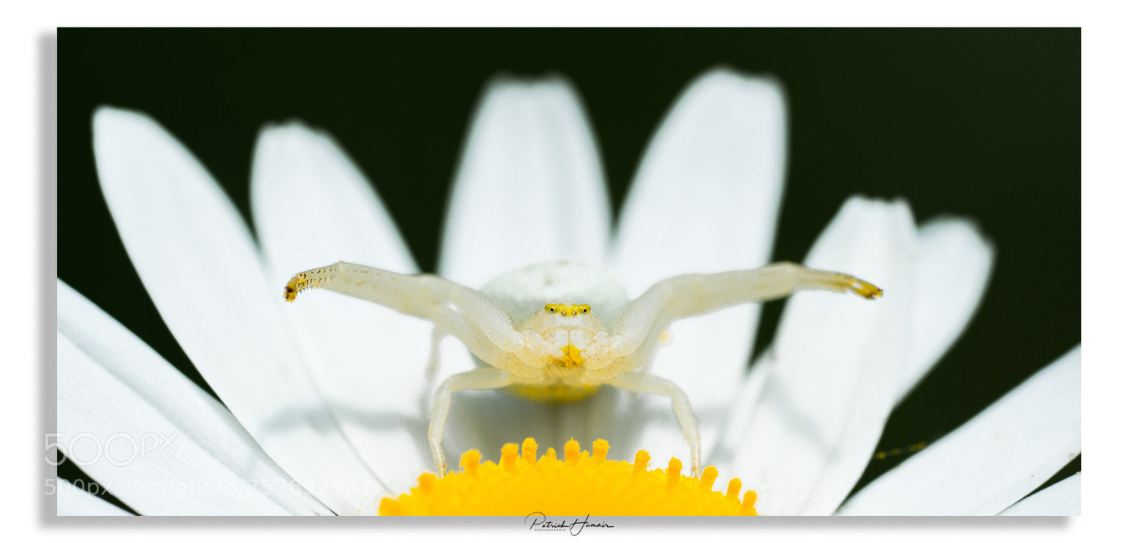 Sony a7 II sample photo. Araignée-crabe... photography