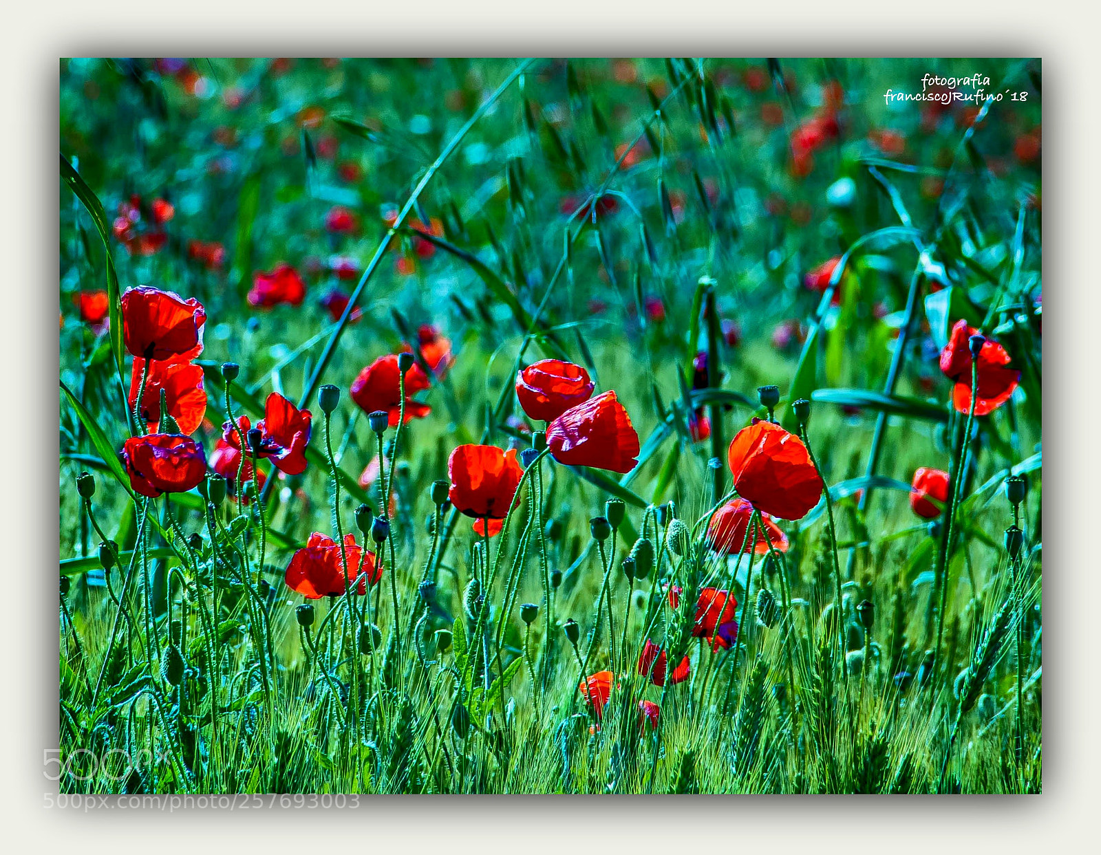 Canon EOS 70D sample photo. Amapolas en el trigal photography