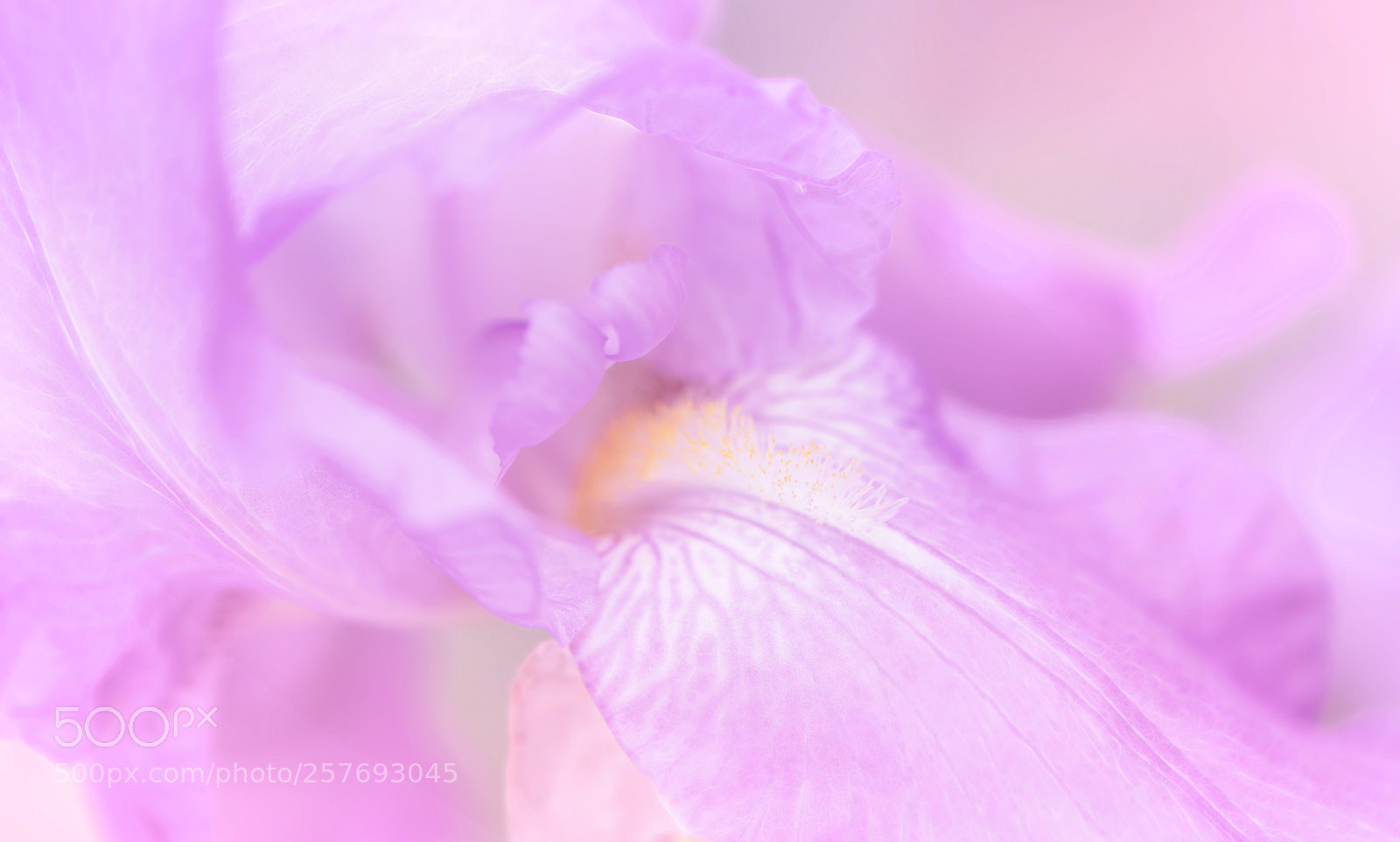 Nikon D850 sample photo. Soft melody photography