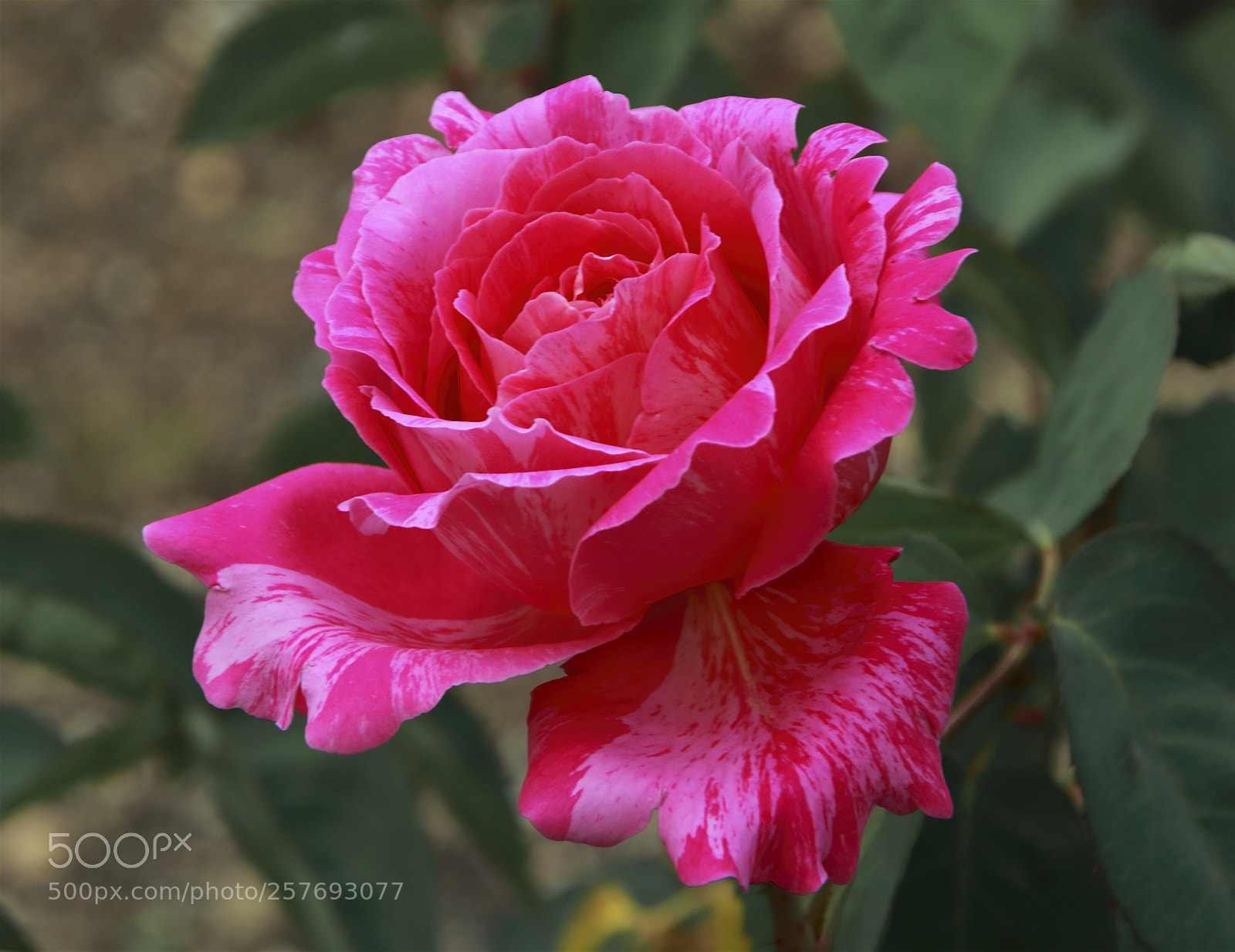 Canon EOS 80D sample photo. Botanico alcalá 05-2018 photography