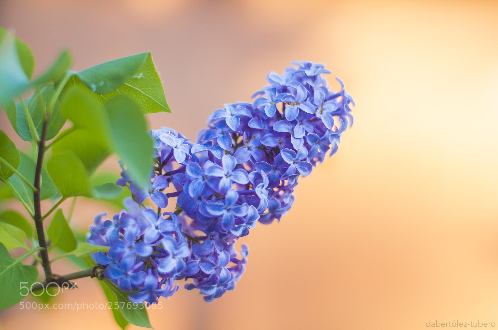 Nikon D90 sample photo. Lila photography