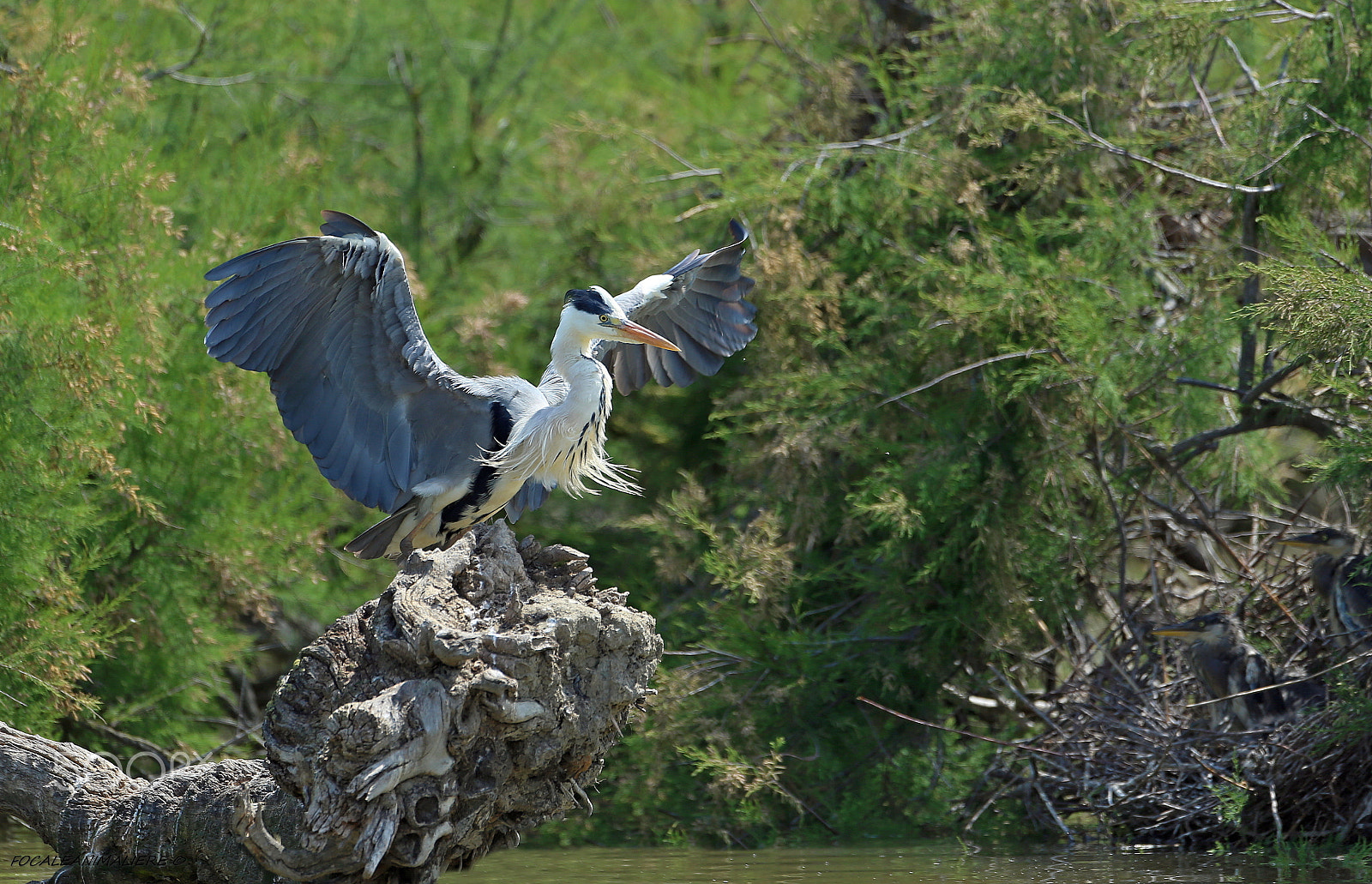 Canon EOS-1D X + Canon EF 500mm F4L IS USM sample photo. Focaleanimaliere © photography