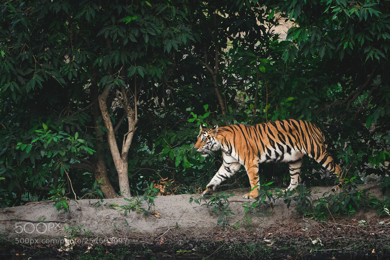 Nikon D500 sample photo. Banbehi photography