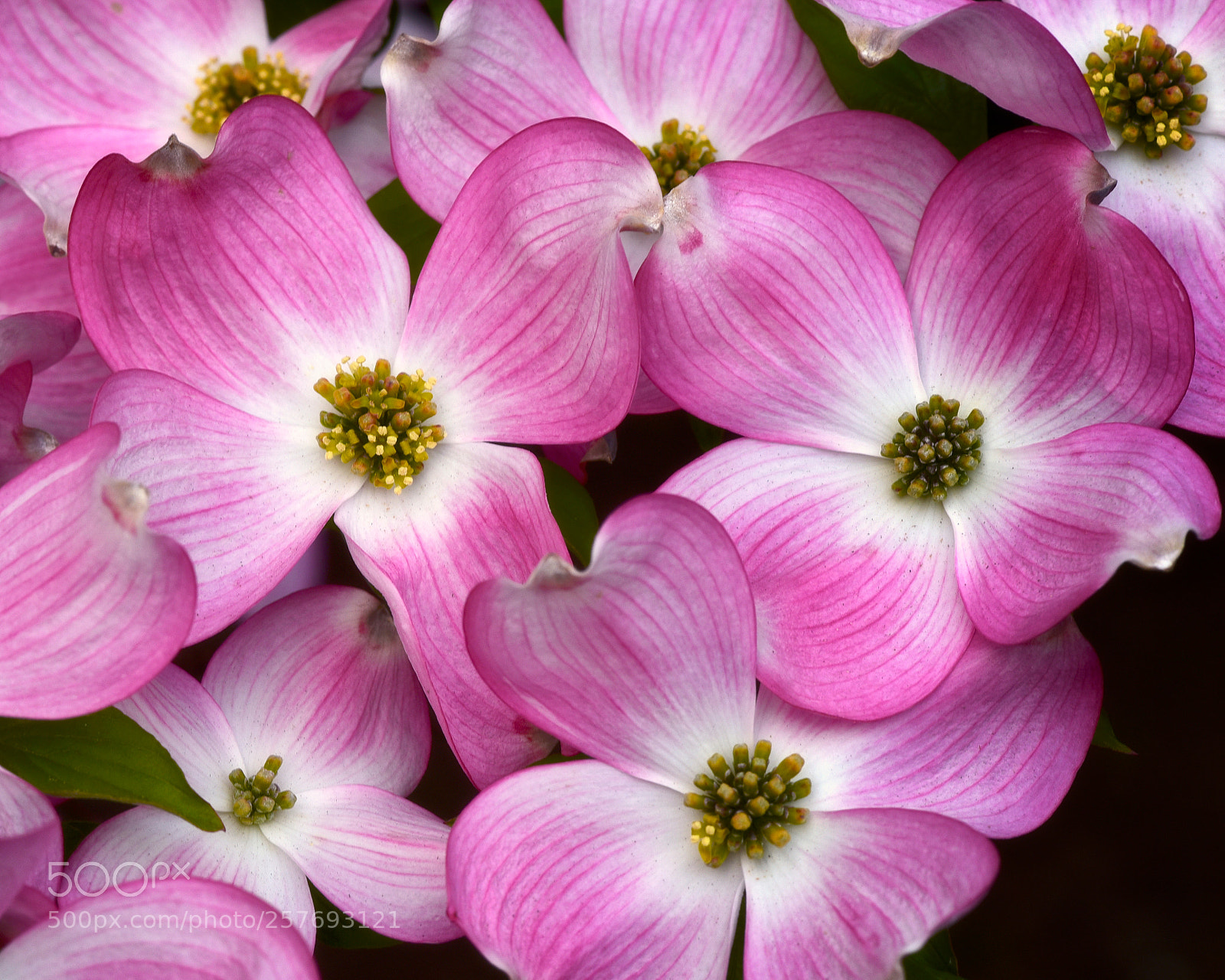 Nikon D750 sample photo. Dogwood tree blossoms photography