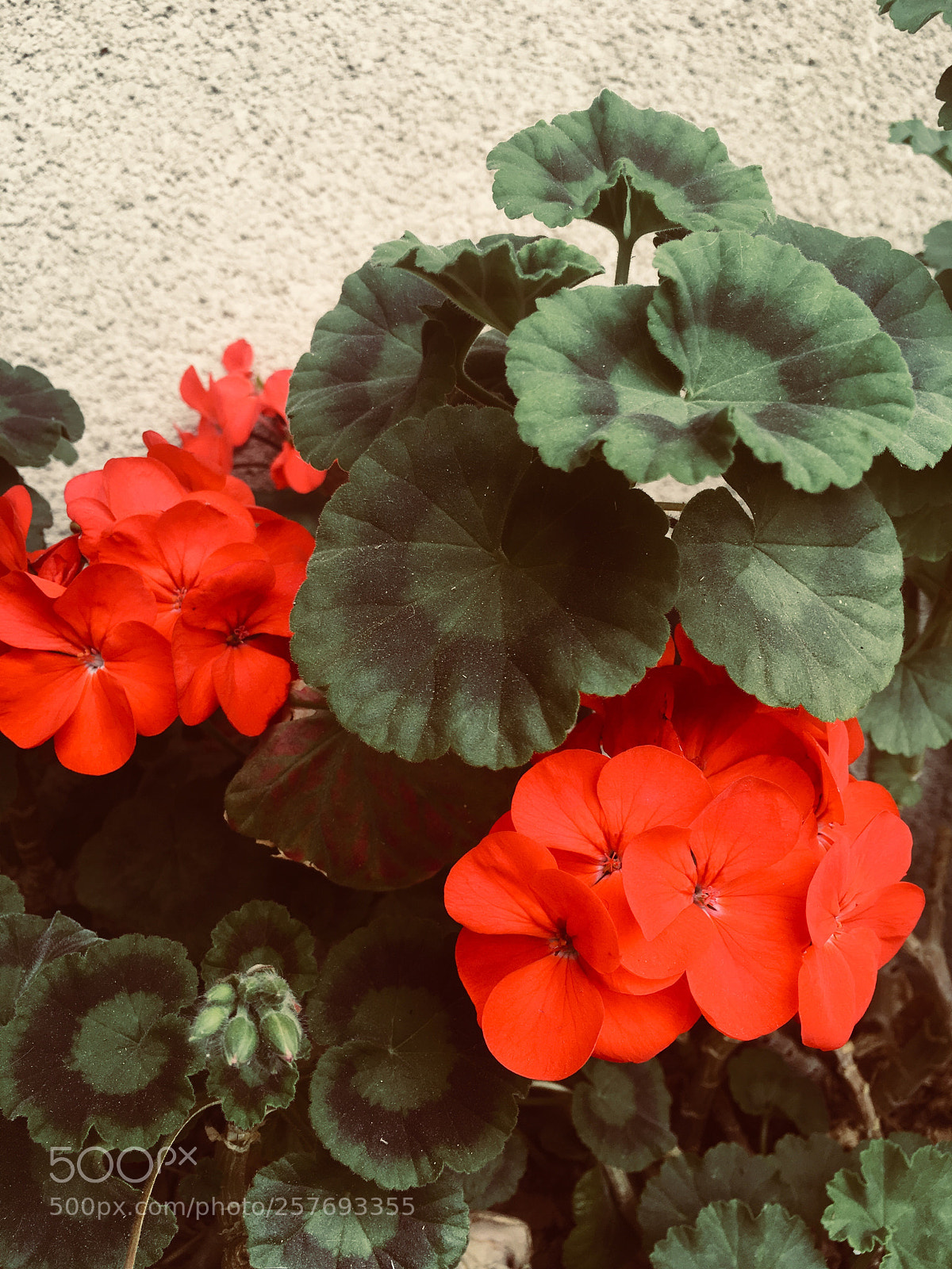 Apple iPhone SE sample photo. Geranium photography