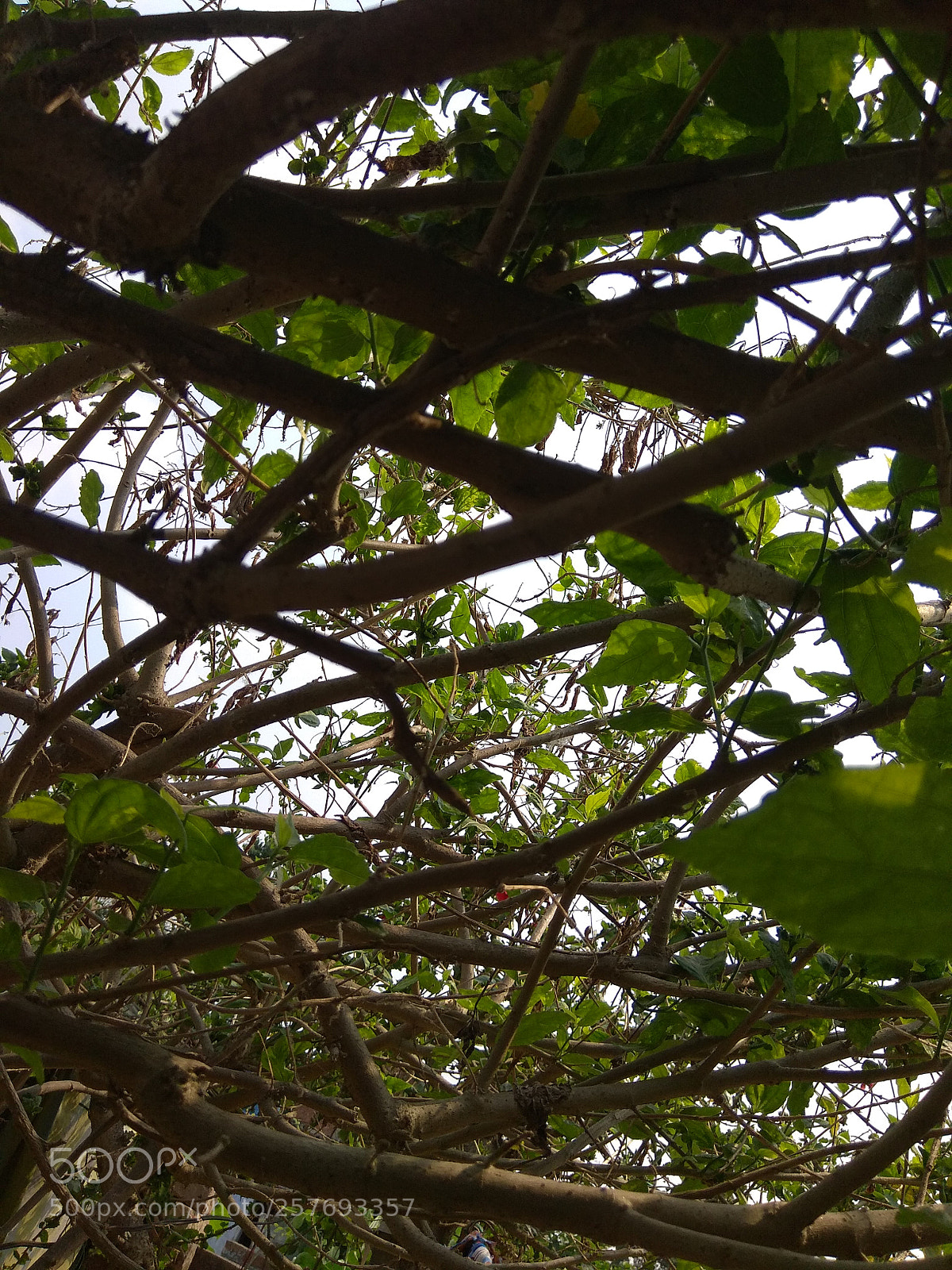 Xiaomi Redmi Note 4 sample photo. Untitled photography