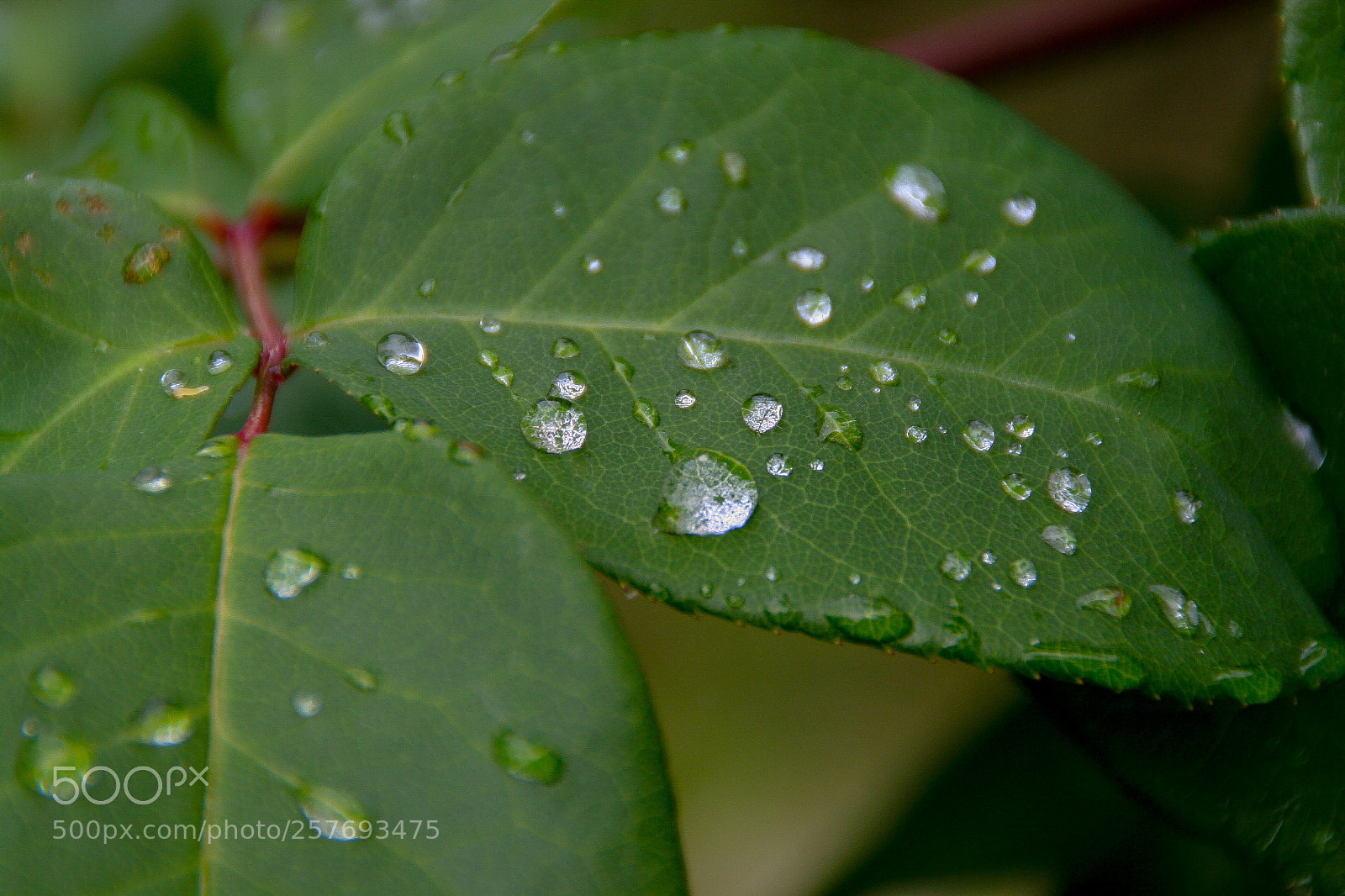 Canon EOS 20D sample photo. Water on leaf photography