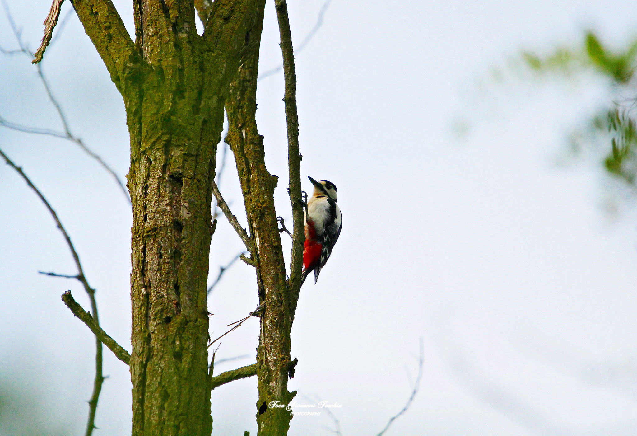 Sigma 150-600mm F5-6.3 DG OS HSM | C sample photo. Dendrocopos major -picchio rosso maggiore photography