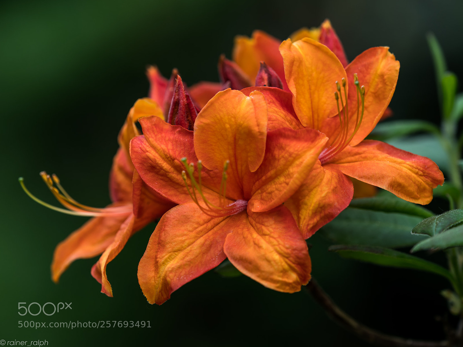 Olympus OM-D E-M1 Mark II sample photo. Azalea ii photography