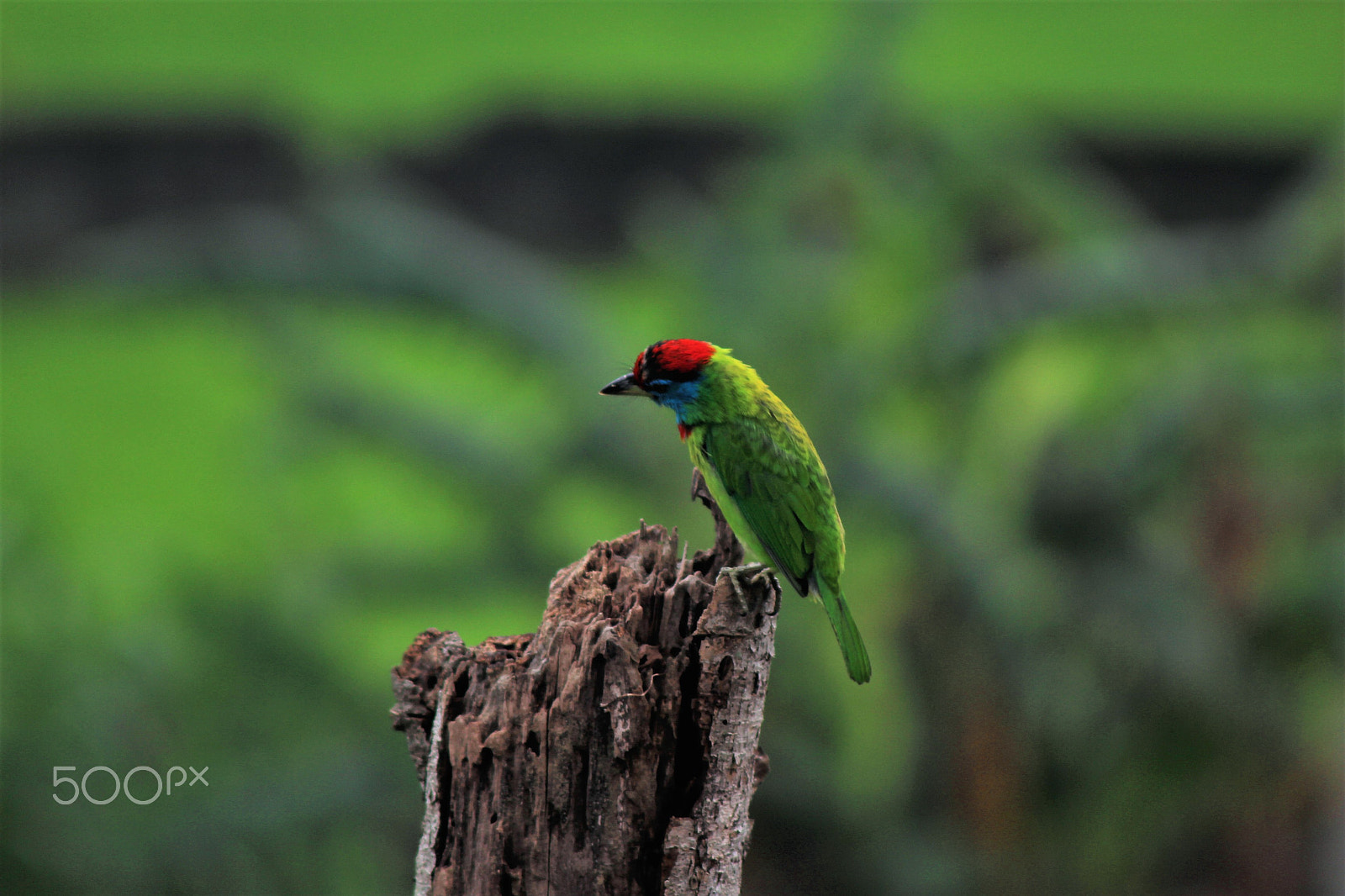 Canon EOS 700D (EOS Rebel T5i / EOS Kiss X7i) sample photo. Woodpecker photography