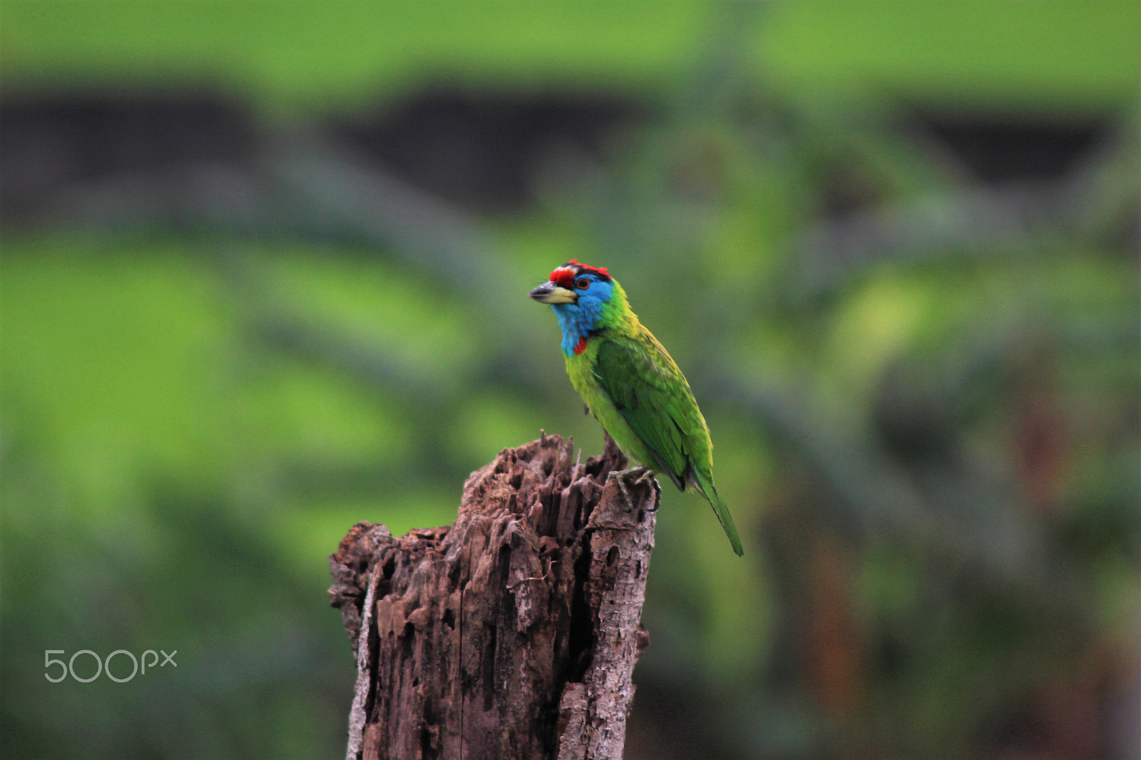 Canon EOS 700D (EOS Rebel T5i / EOS Kiss X7i) sample photo. Woodpecker photography