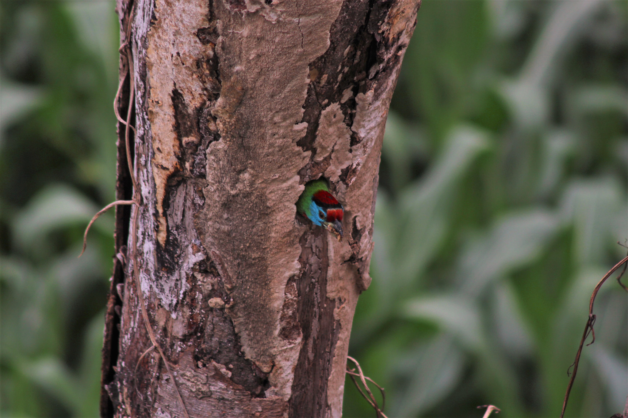 Canon EOS 700D (EOS Rebel T5i / EOS Kiss X7i) sample photo. Woodpecker mother's day special shot photography