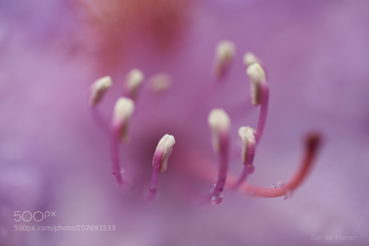Sony a99 II sample photo. Stamens of a rhododendron photography