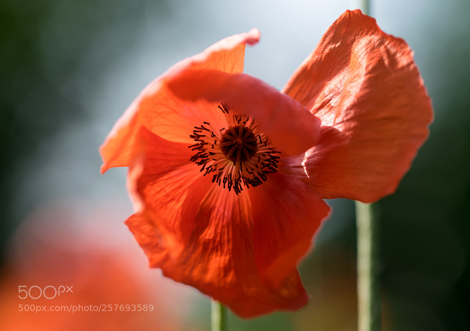 Nikon D3300 sample photo. Poppies photography