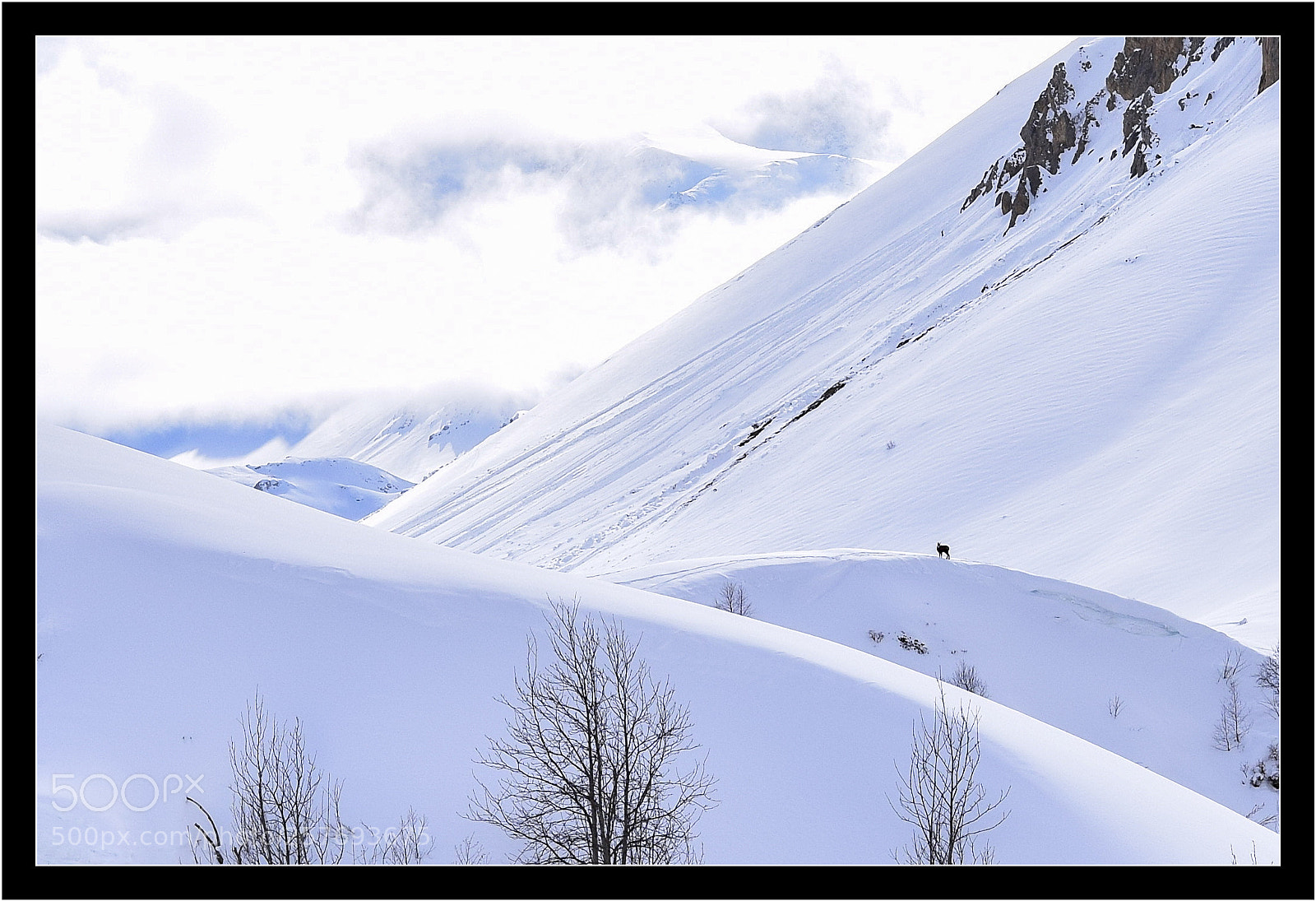 Nikon D5300 sample photo. Chamois...... photography