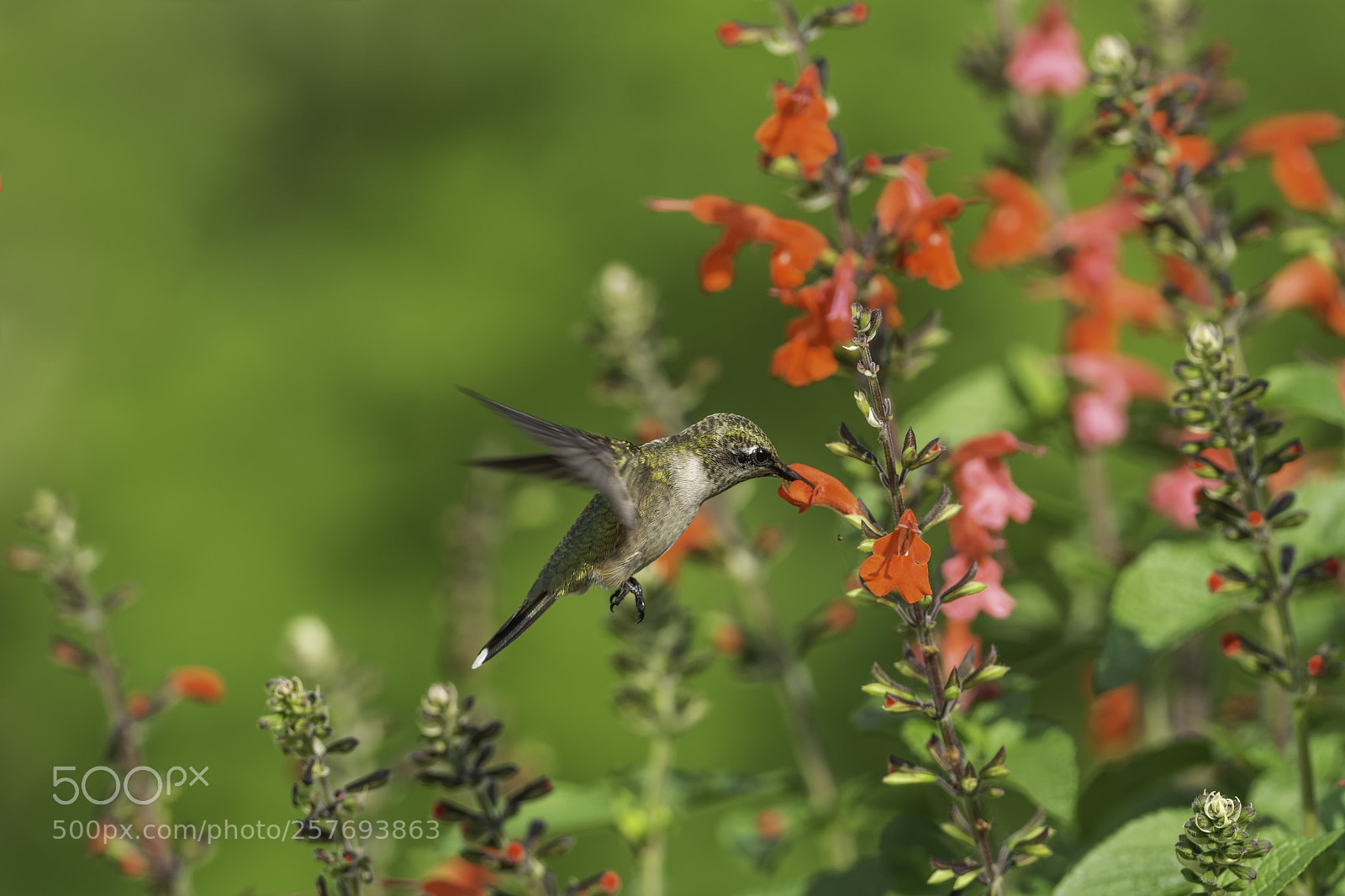 Nikon D7100 sample photo. All the way in photography