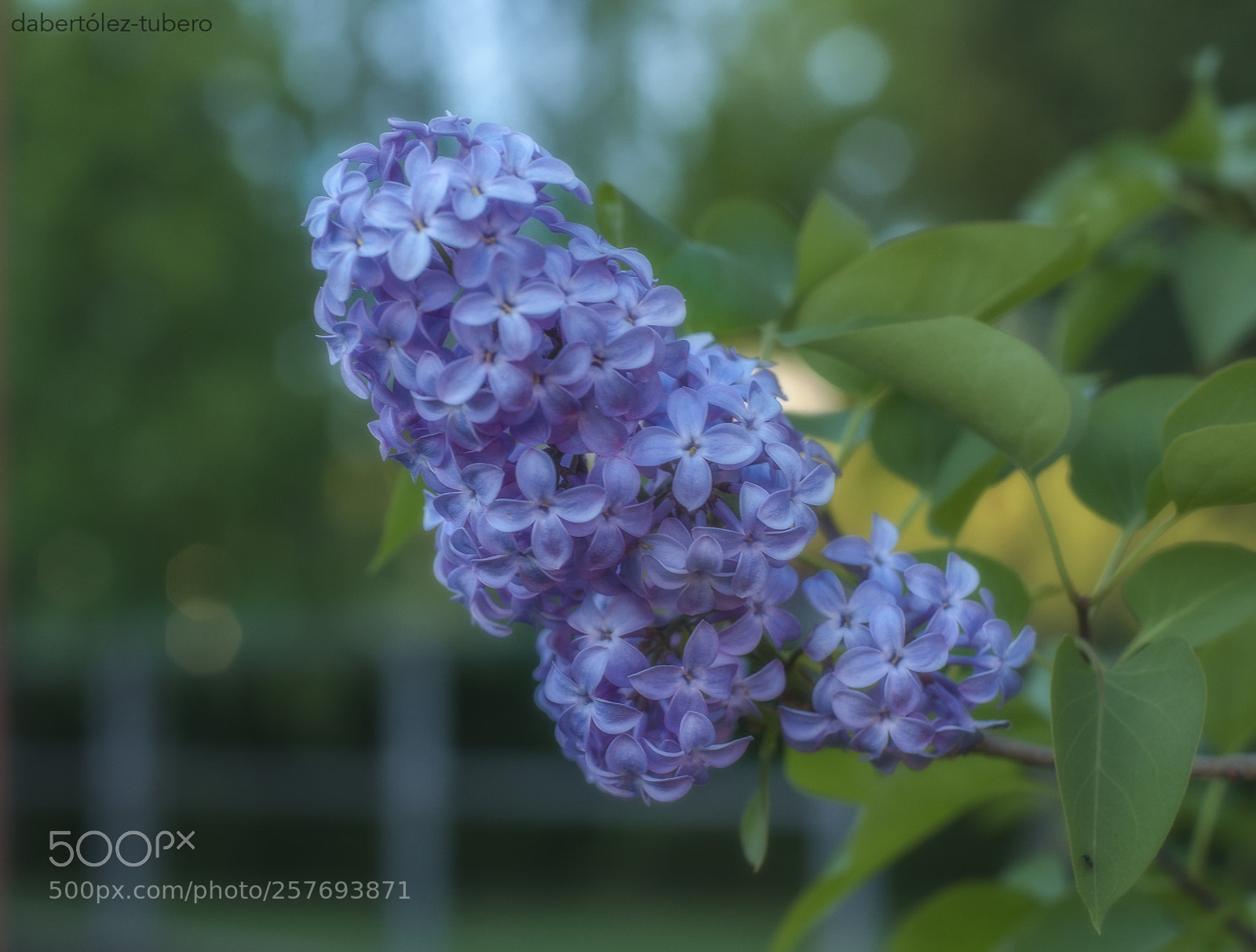Nikon D90 sample photo. Racimo violeta photography